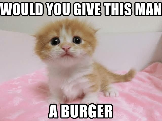 Photo of a tabby kitten atop a pink blanket looking at the camera, eyes wide. A caption reads 'WOULD YOU GIVE THIS MAN A BURGER'
